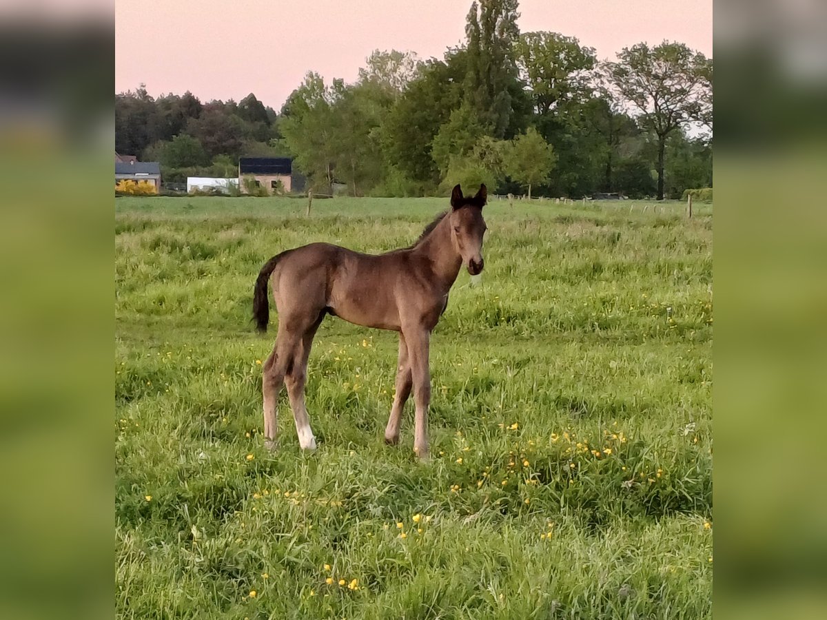 Belgisch Warmbloed Hengst 1 Jaar 140 cm Zwartbruin in Bocholt