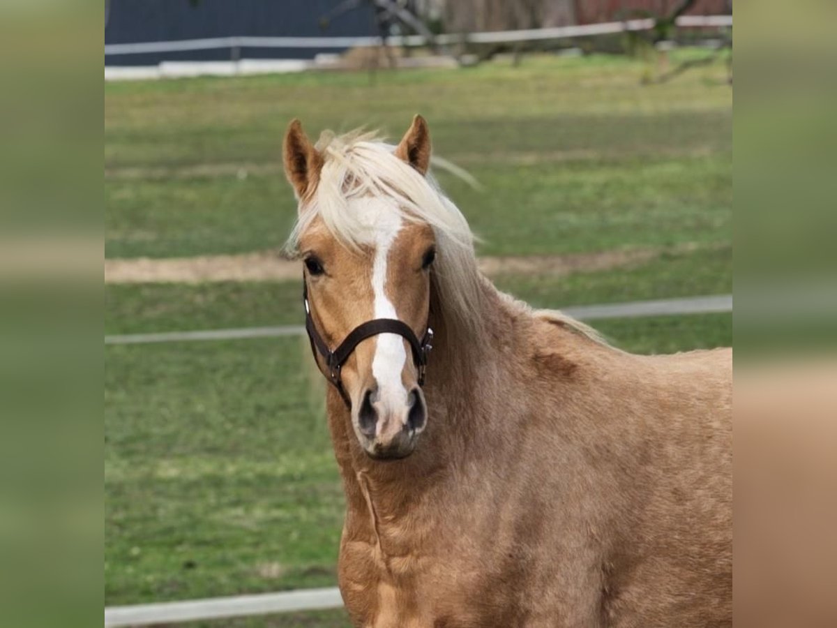 Belgisch Warmbloed Hengst 1 Jaar 141 cm Palomino in Visz