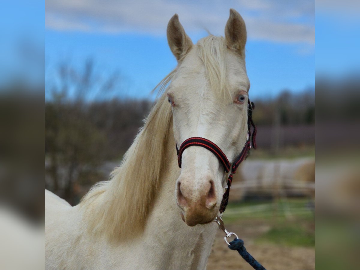 Belgisch Warmbloed Hengst 1 Jaar 154 cm Cremello in Visz