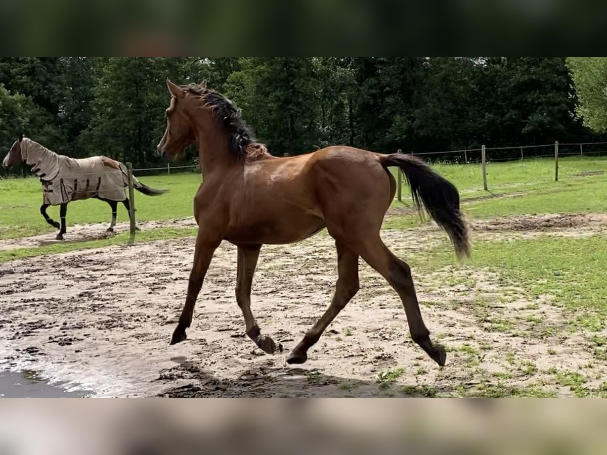 Belgisch Warmbloed Hengst 1 Jaar 160 cm Bruin in Vorselaar