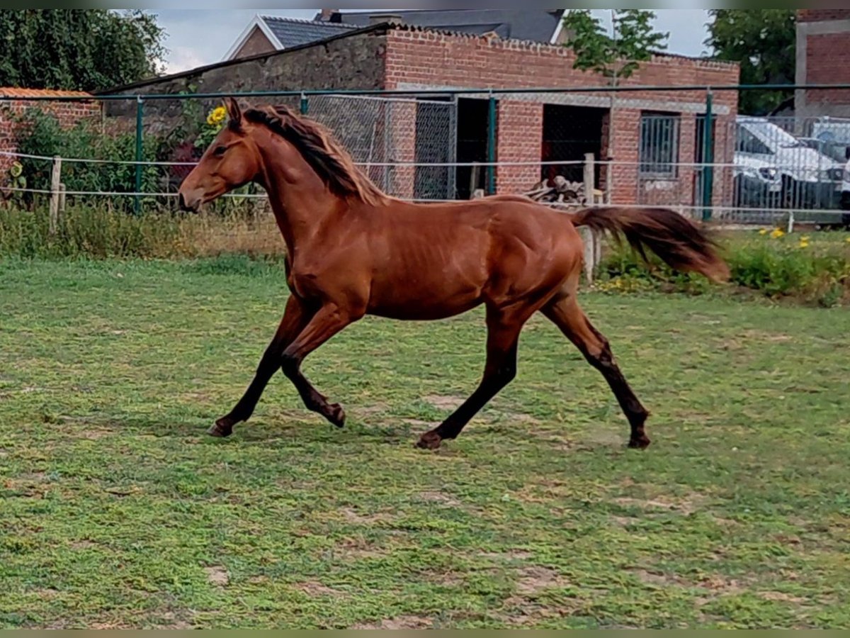 Belgisch Warmbloed Hengst 1 Jaar 170 cm Bruin in Zillebeke