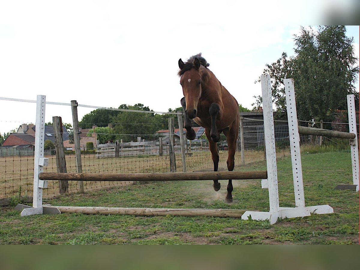 Belgisch Warmbloed Hengst 1 Jaar 170 cm Bruin in Zillebeke