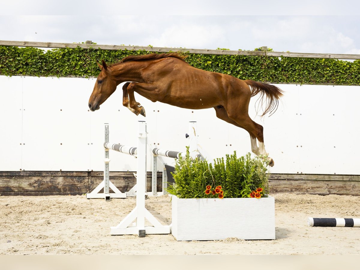 Belgisch Warmbloed Hengst 2 Jaar 153 cm Vos in Waddinxveen