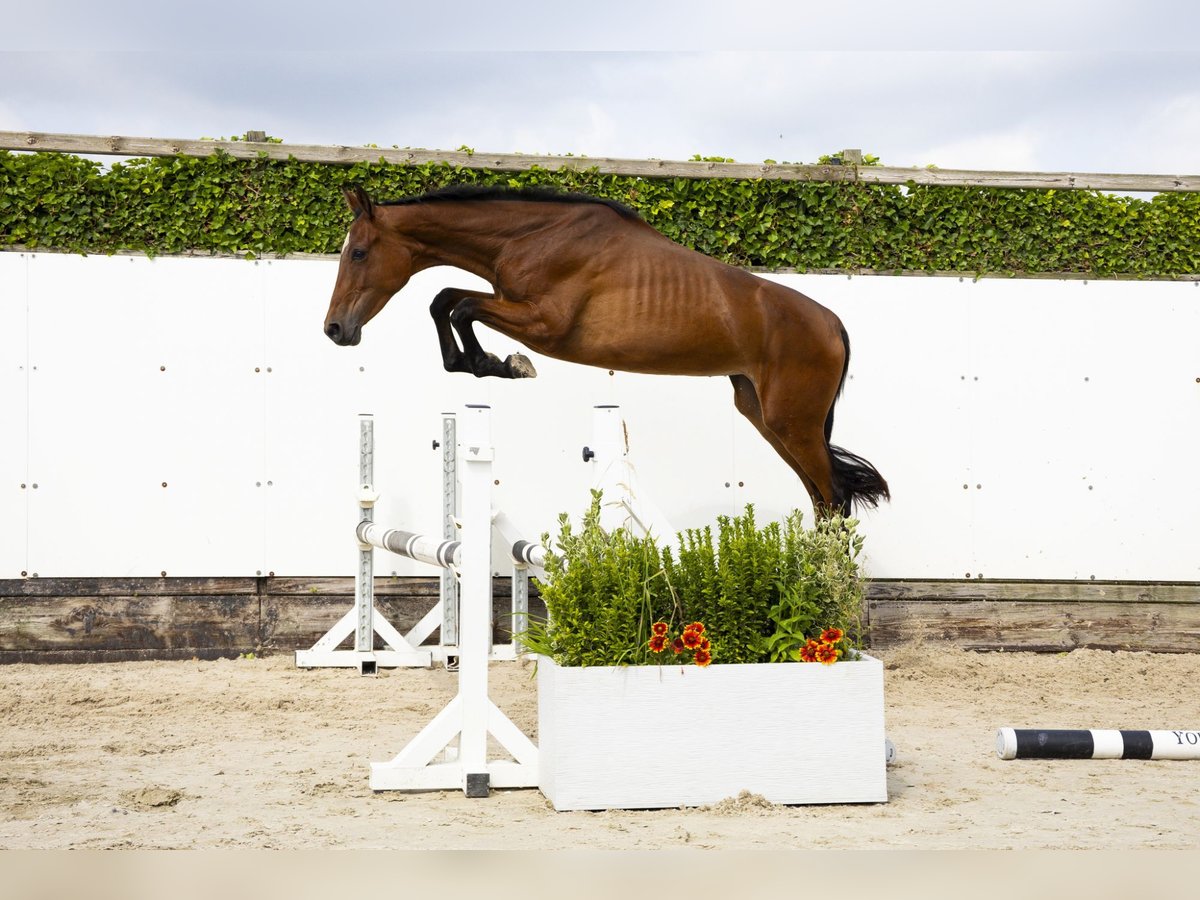 Belgisch Warmbloed Hengst 2 Jaar 157 cm Donkerbruin in Waddinxveen