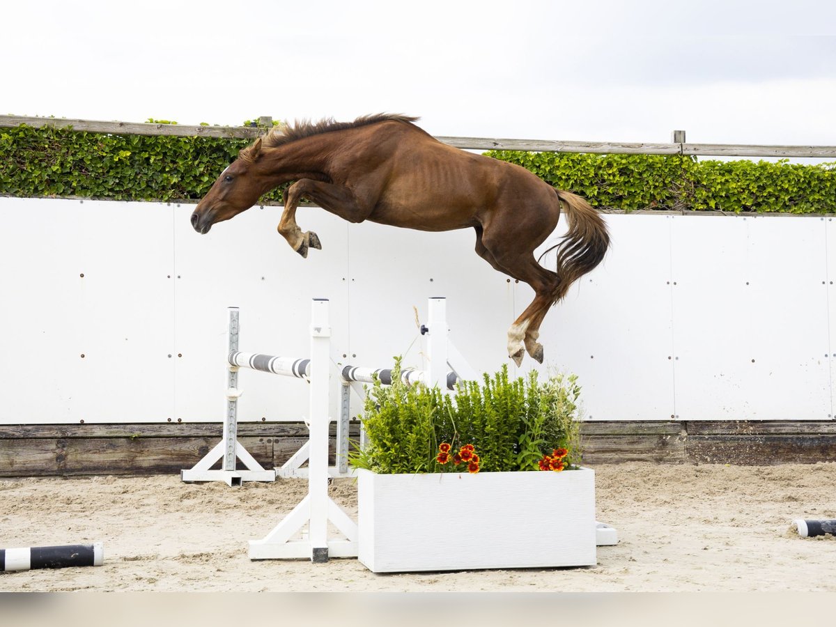 Belgisch Warmbloed Hengst 2 Jaar 164 cm Vos in Waddinxveen