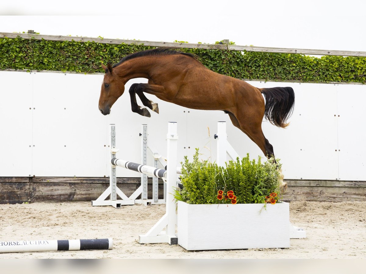 Belgisch Warmbloed Hengst 2 Jaar 166 cm Bruin in Waddinxveen