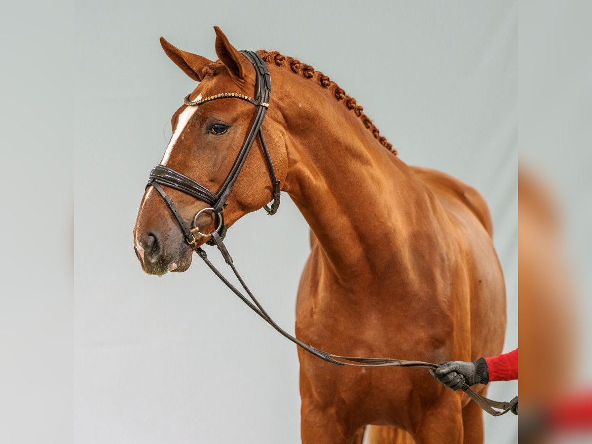 Belgisch Warmbloed Hengst 2 Jaar Vos in Münster-Handorf