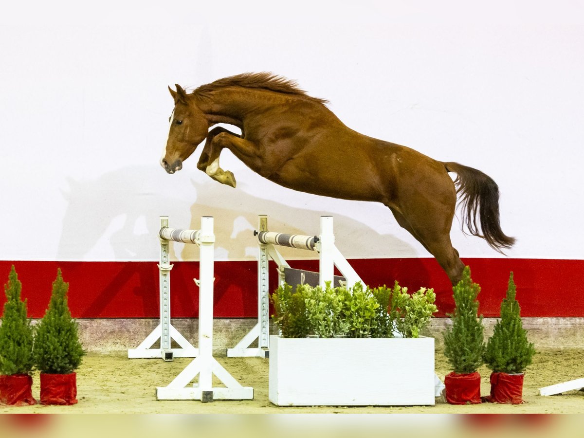 Belgisch Warmbloed Hengst 3 Jaar 156 cm Cremello in Waddinxveen