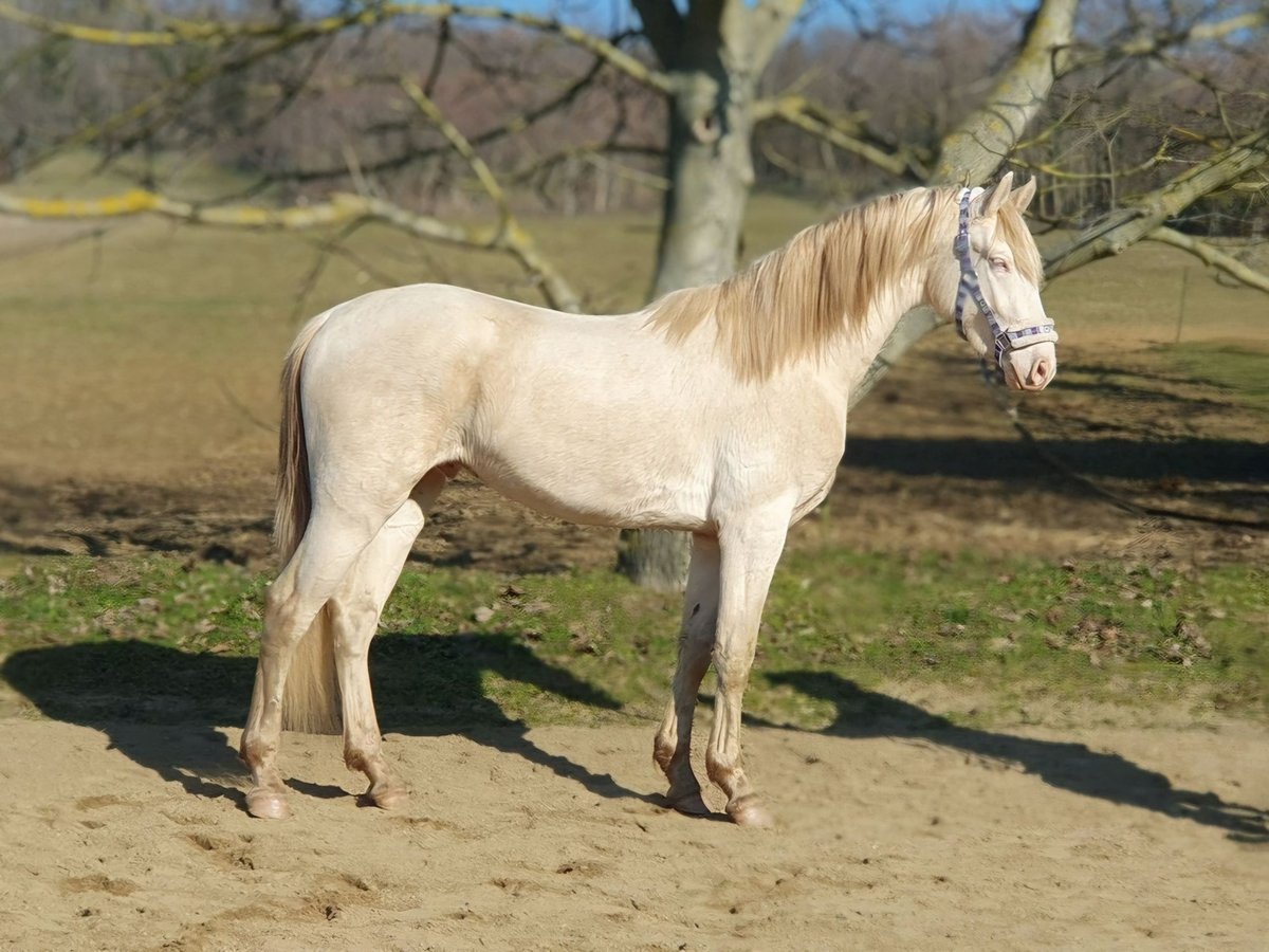 Belgisch Warmbloed Hengst 3 Jaar 157 cm Perlino in Visz