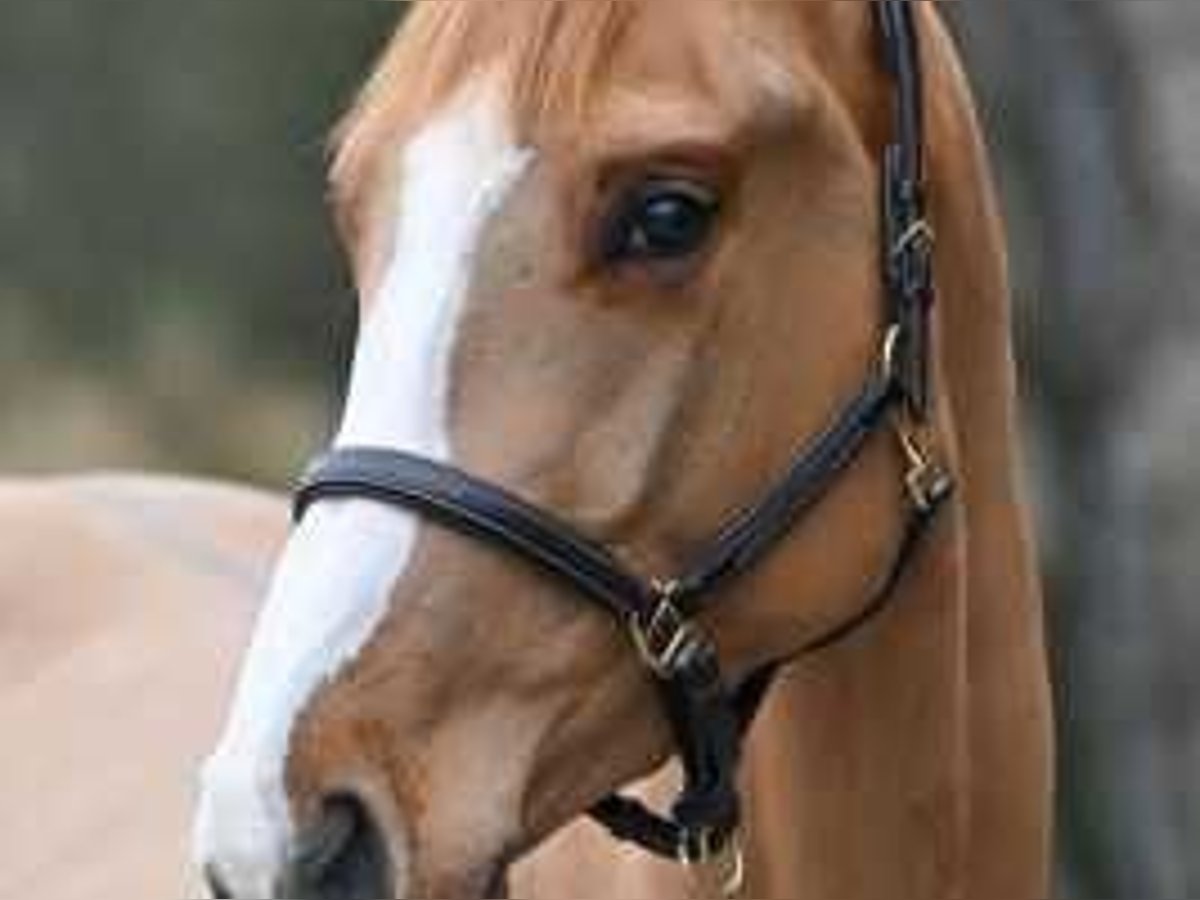 Belgisch Warmbloed Hengst 3 Jaar 160 cm in Sint-Niklaas