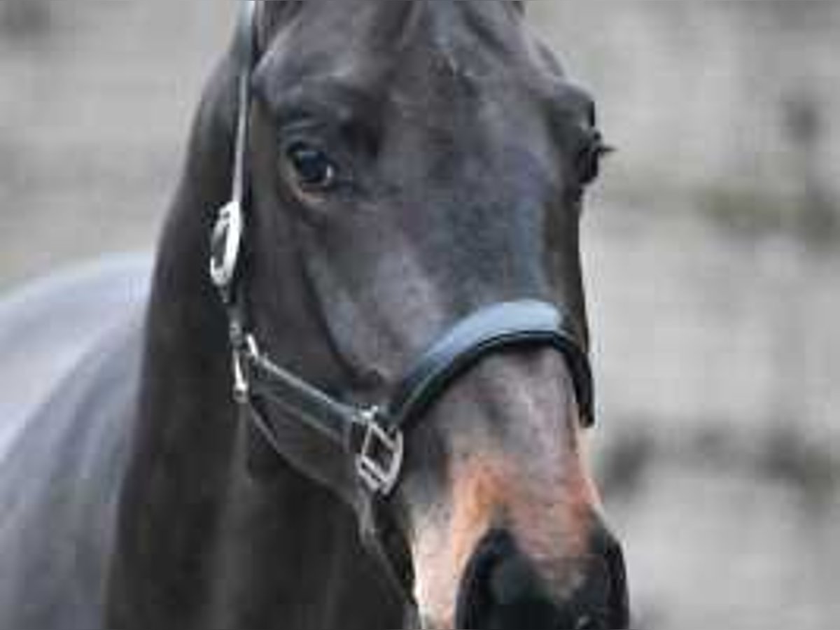 Belgisch Warmbloed Hengst 3 Jaar 164 cm Donkerbruin in Sint-Niklaas