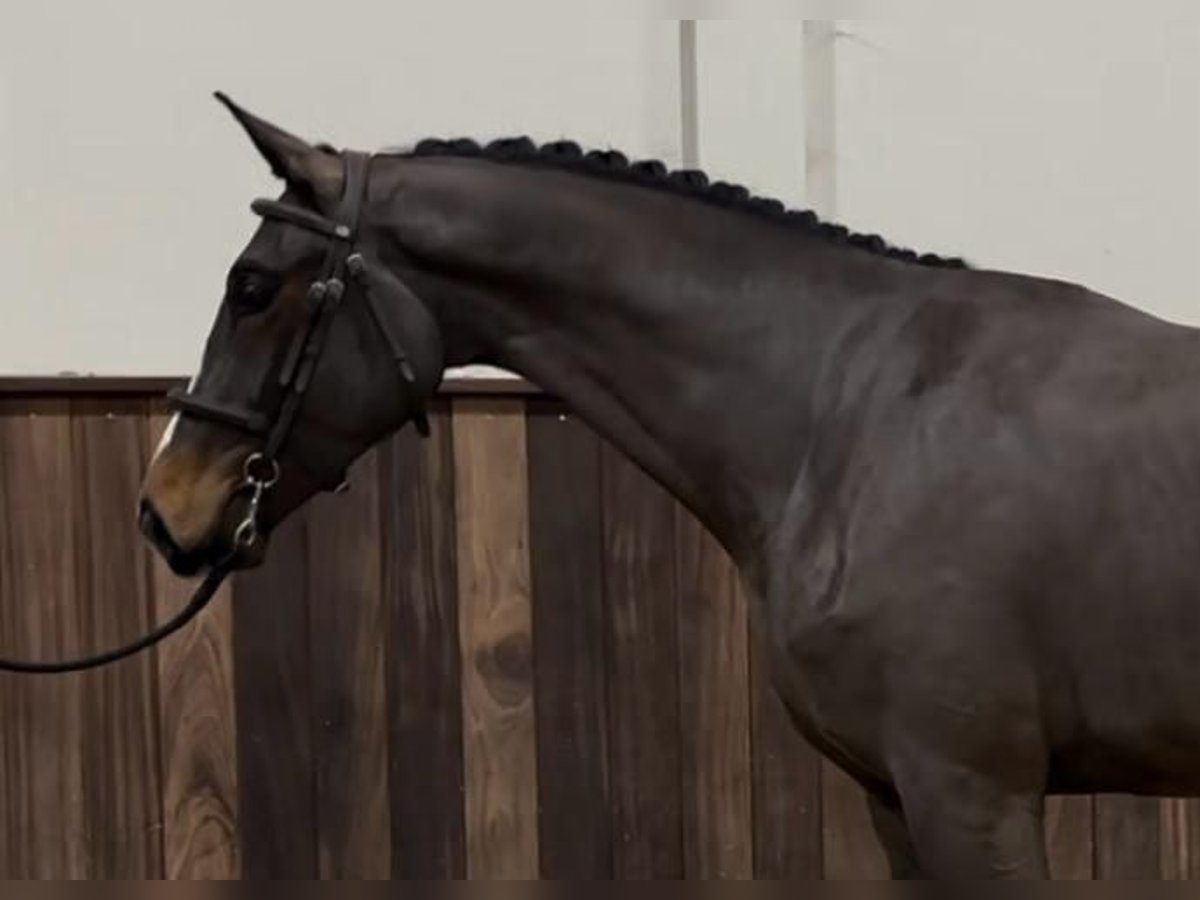 Belgisch Warmbloed Hengst 3 Jaar 166 cm Donkerbruin in GROTE-BROGEL