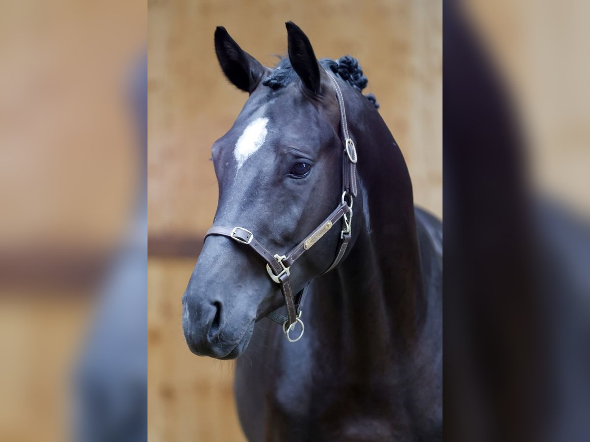 Belgisch Warmbloed Hengst 3 Jaar 167 cm Zwart in Kinrooi