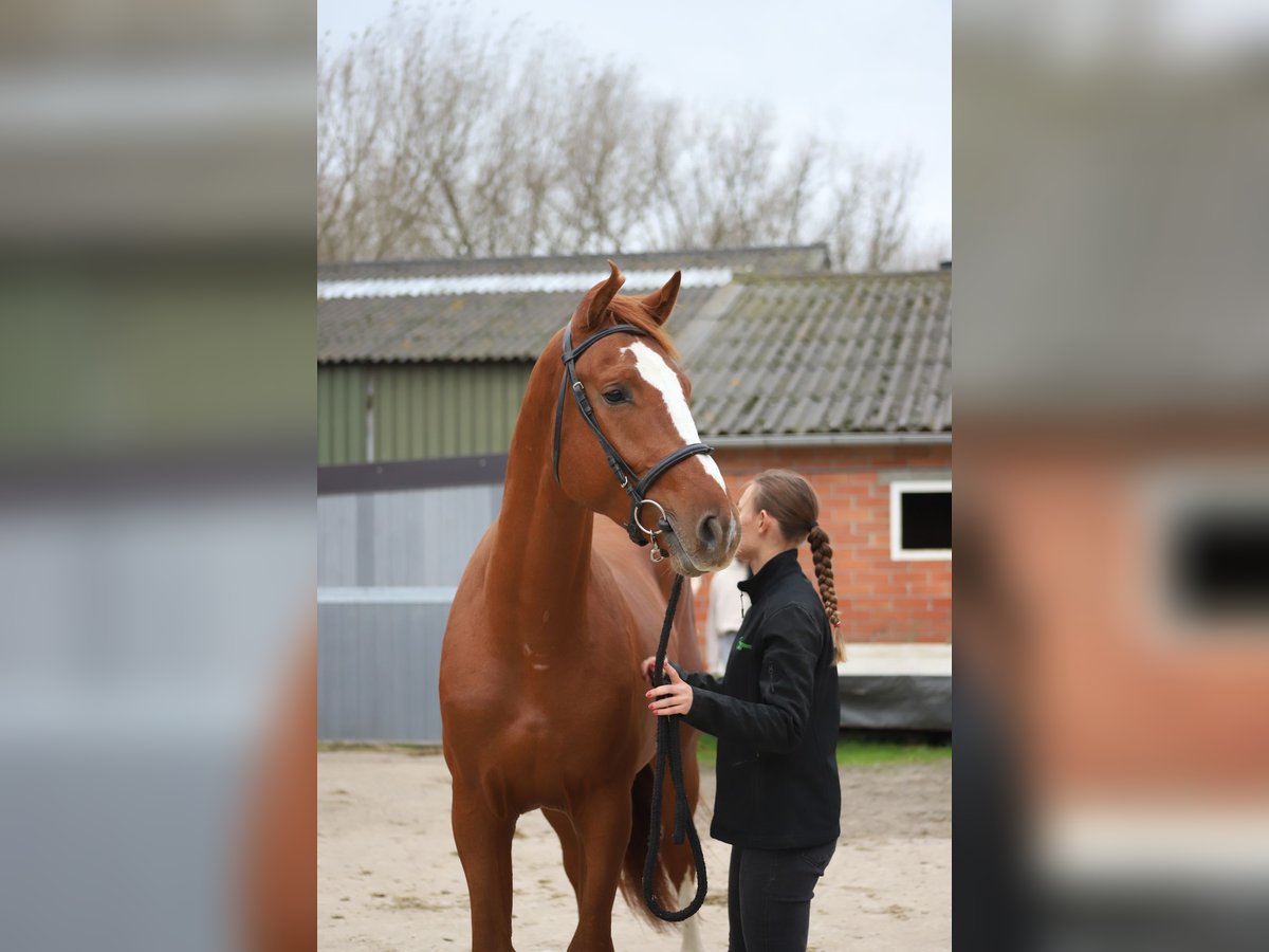 Belgisch Warmbloed Hengst 3 Jaar 168 cm Vos in Melsele