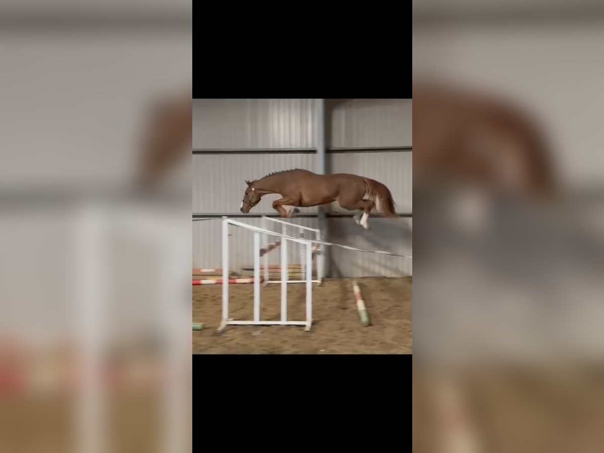 Belgisch Warmbloed Hengst 3 Jaar 169 cm in H&#xF3;dmez&#x151;v&#xE1;s&#xE1;rhely