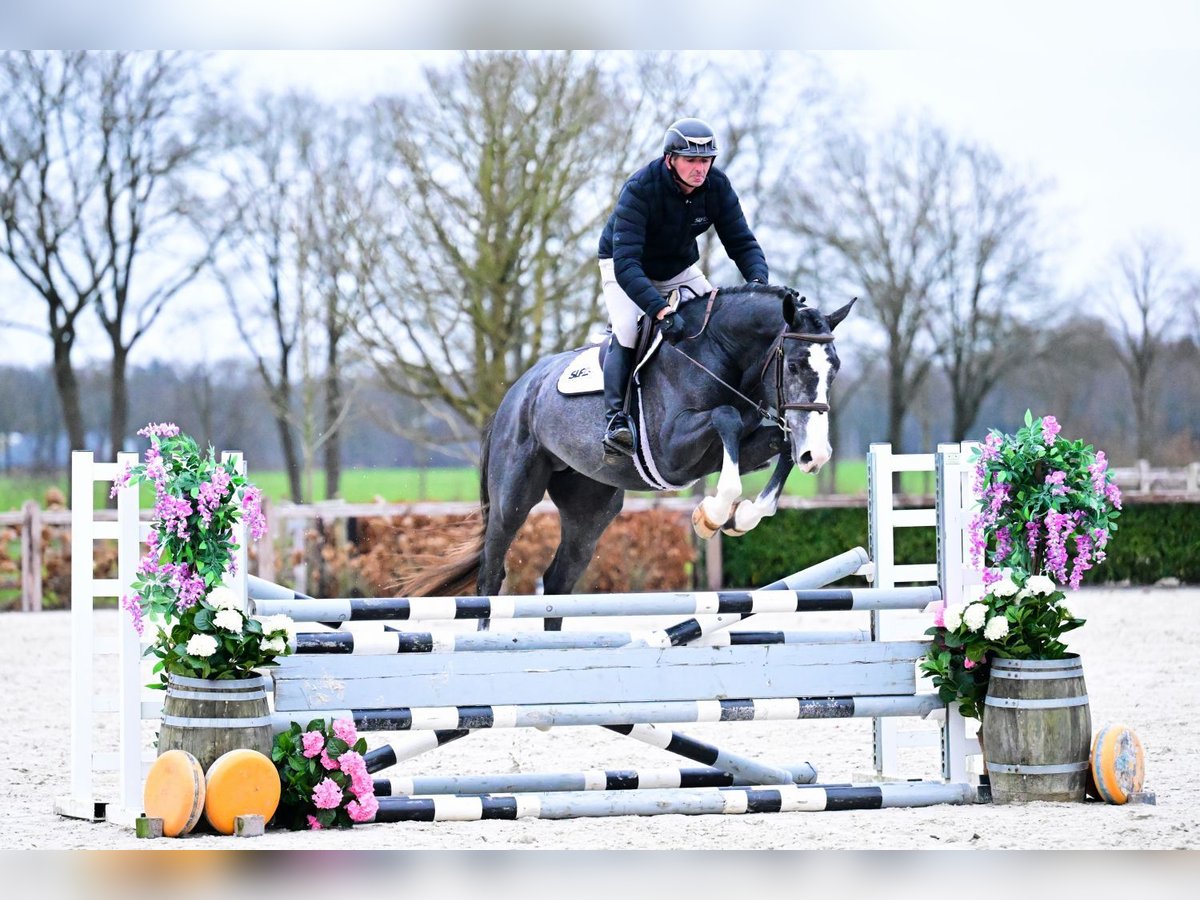 Belgisch Warmbloed Hengst 3 Jaar 170 cm Schimmel in Bladel