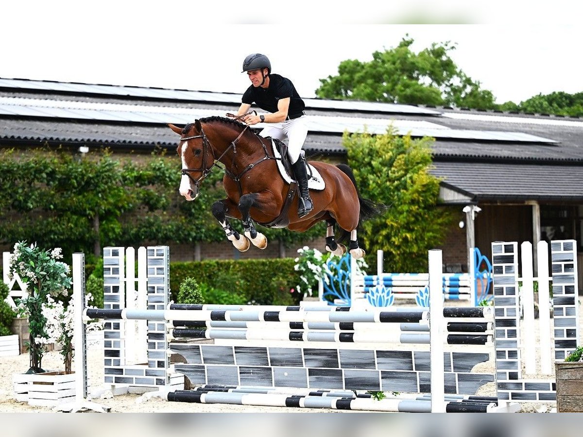 Belgisch Warmbloed Hengst 4 Jaar 165 cm Bruin in Bladel