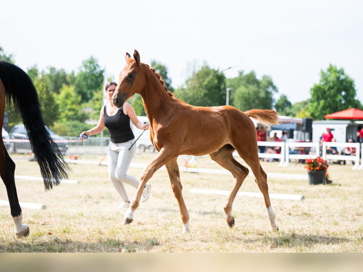 Belgisch Warmbloed Hengst Veulen (05/2025) 173 cm Vos in Pelt