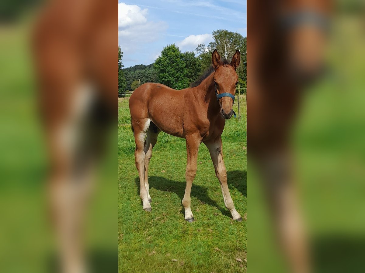 Belgisch Warmbloed Hengst veulen (07/2024) Bruin in DEURNE