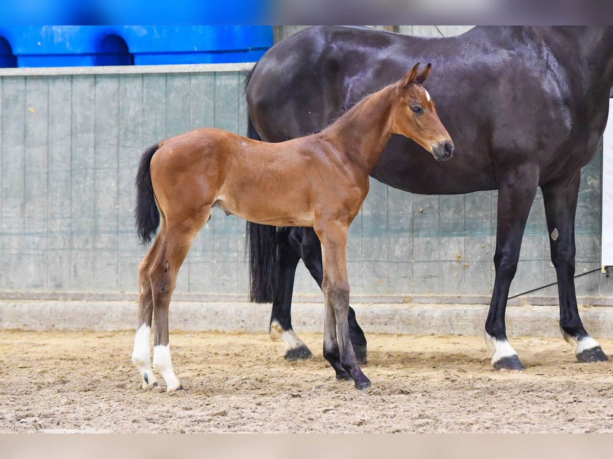 Belgisch Warmbloed Hengst Veulen (06/2025) Bruin in Denderhoutem