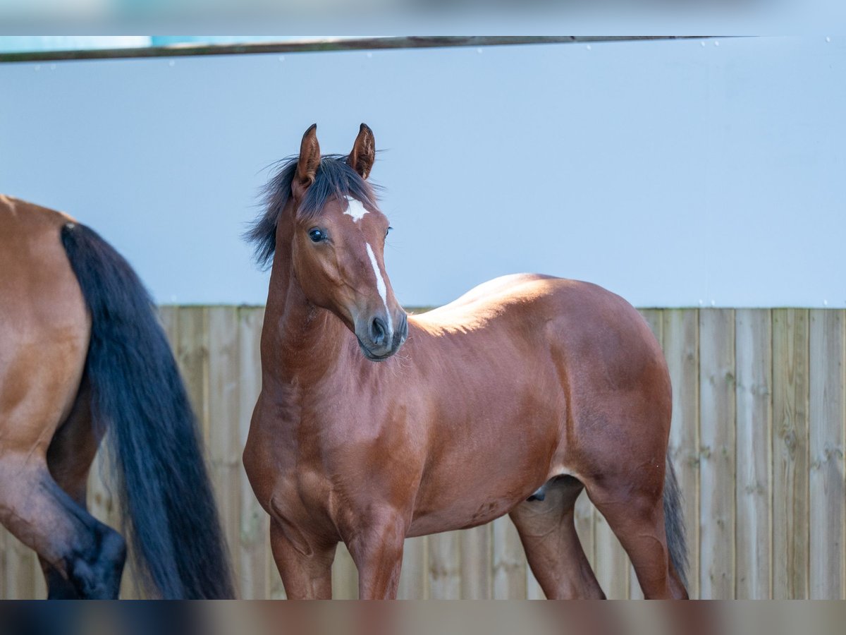Belgisch Warmbloed Hengst Veulen (03/2025) Bruin in GROTE-BROGEL