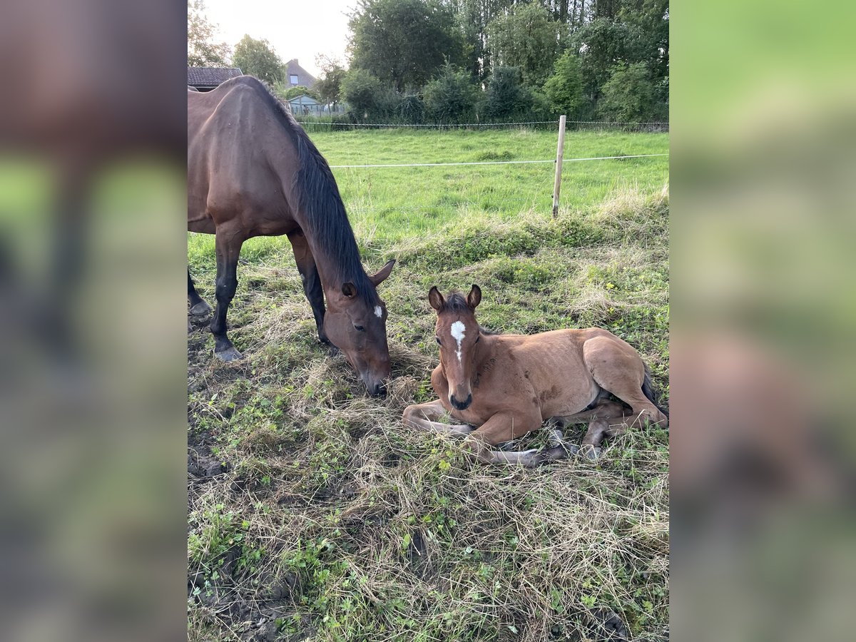 Belgisch Warmbloed Hengst veulen (04/2024) Donkerbruin in Ressegem