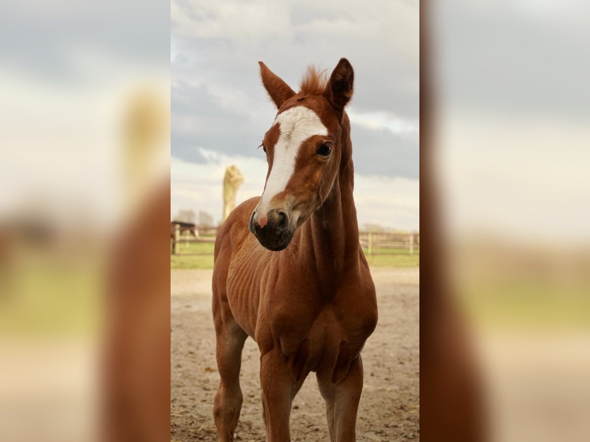 Belgisch Warmbloed Hengst  Donkere-vos in Lo