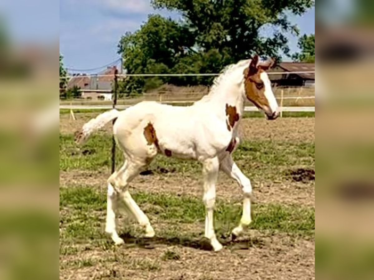 Belgisch Warmbloed Hengst Veulen (05/2025) Gevlekt-paard in Ghislenghien
