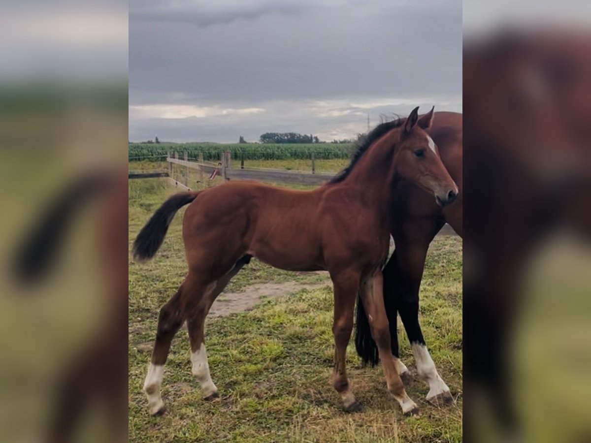 Belgisch Warmbloed Hengst Veulen (05/2025) Lichtbruin in Landegem