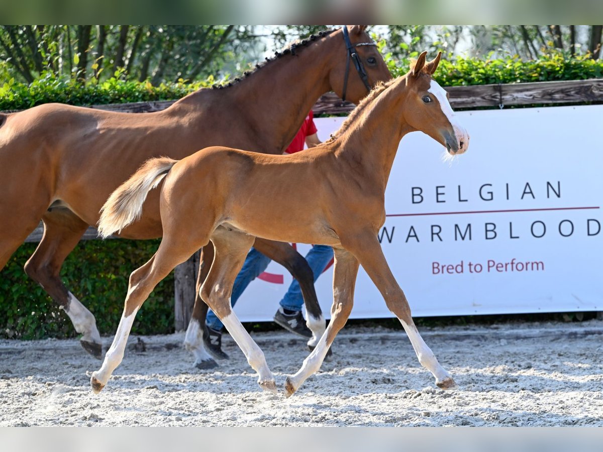 Belgisch Warmbloed Hengst veulen (06/2024) Roodbruin in Oud-Heverlee