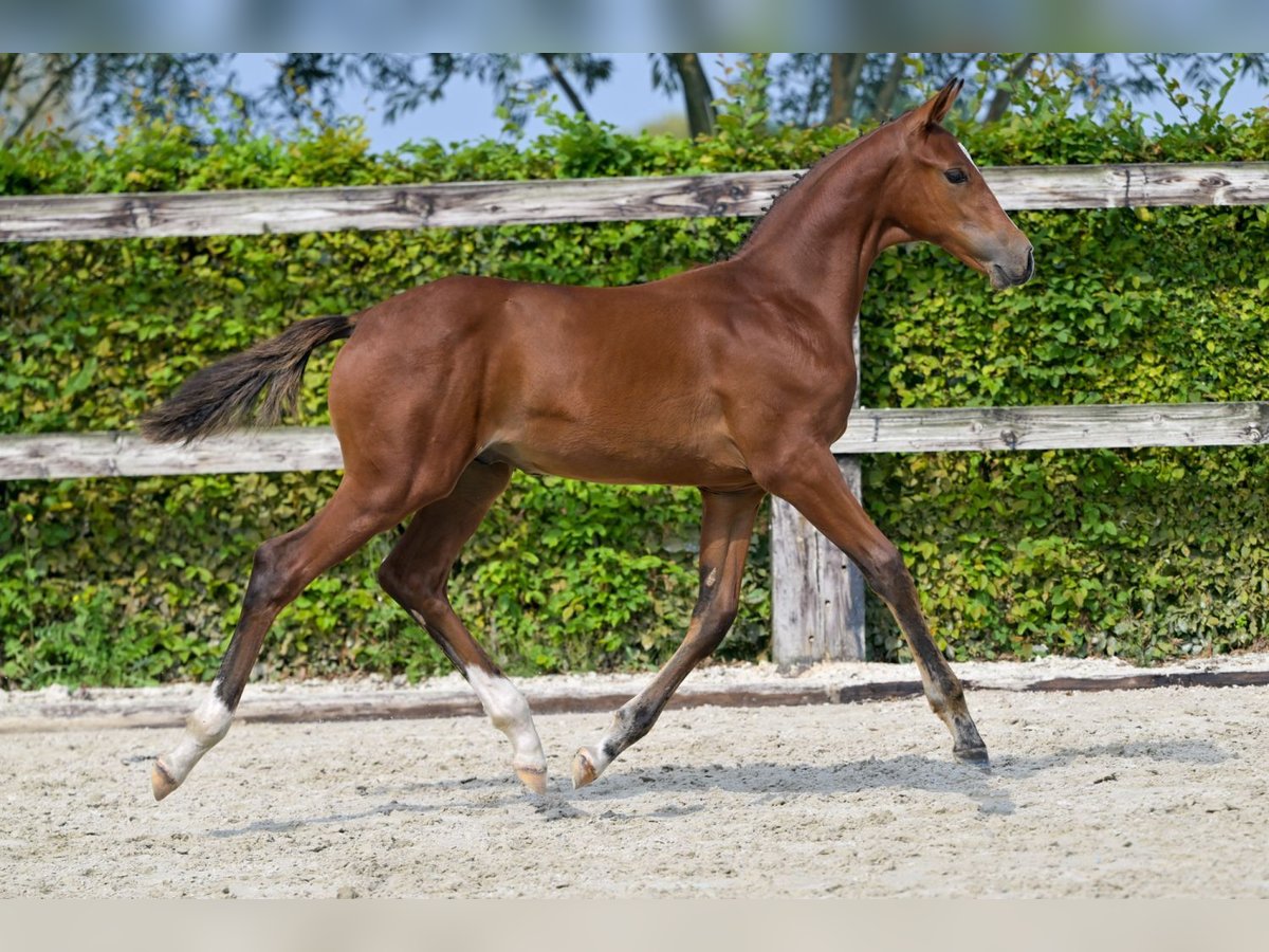 Belgisch Warmbloed Hengst veulen (05/2024) Roodbruin in Oud-Heverlee