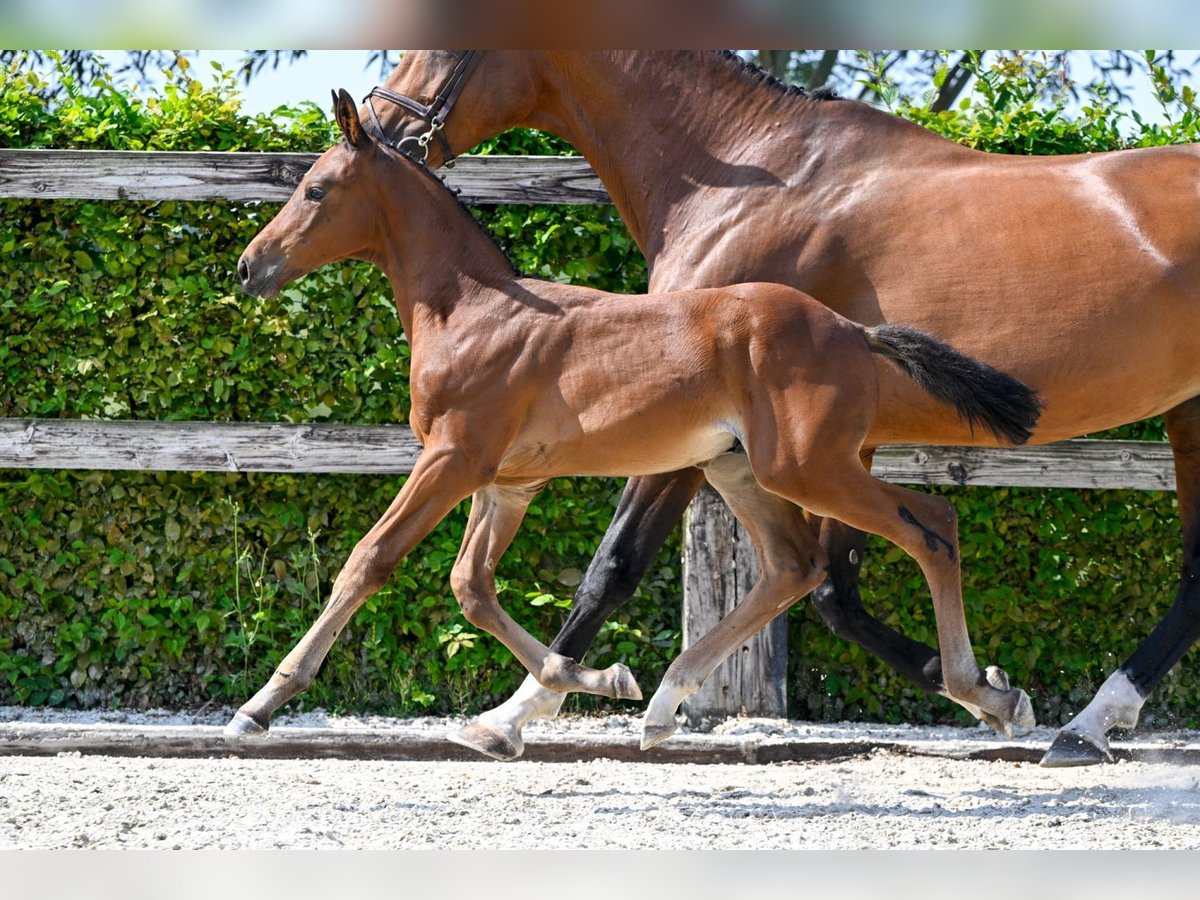 Belgisch Warmbloed Hengst veulen (07/2024) Roodbruin in Oud-Heverlee