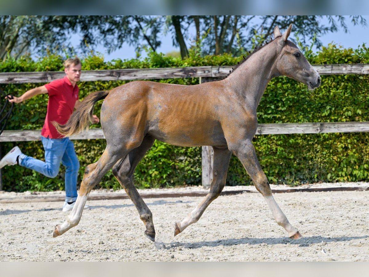 Belgisch Warmbloed Hengst veulen (05/2024) Roodbruin in Oud-Heverlee