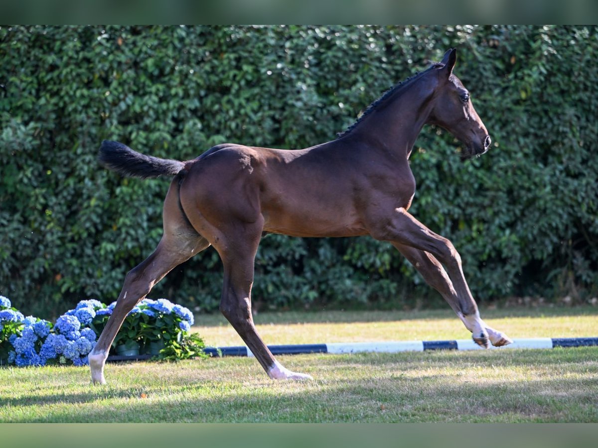 Belgisch Warmbloed Hengst Veulen (05/2025) in Herzele
