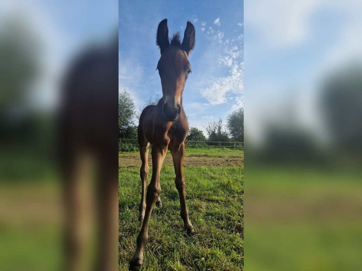 Belgisch Warmbloed Hengst veulen (07/2024) Zwartbruin in Puurs