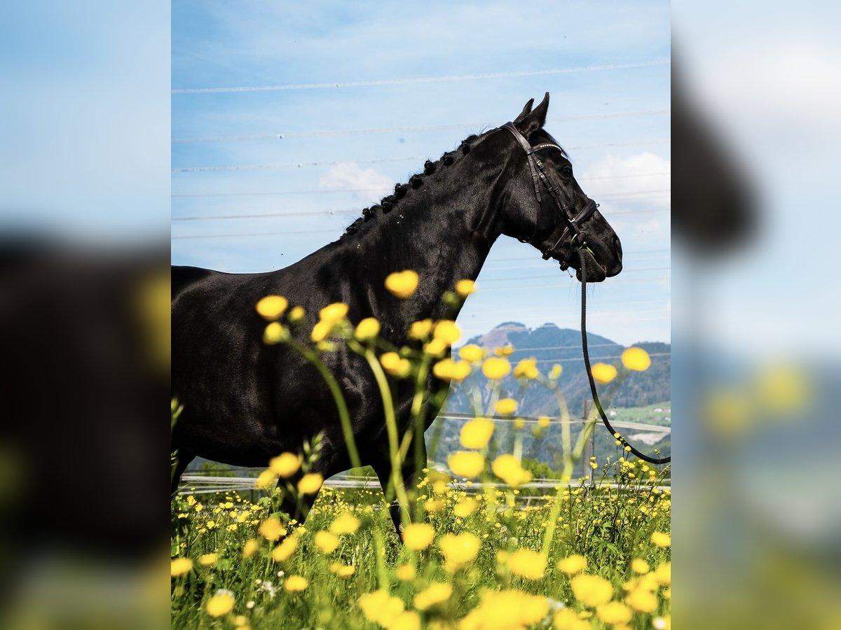 Belgisch Warmbloed Merrie 10 Jaar 165 cm Zwart in Rankweil