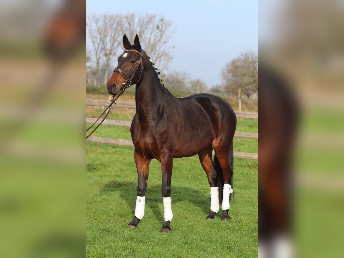 Belgisch Warmbloed Merrie 10 Jaar 168 cm Zwartbruin in Bogaarden