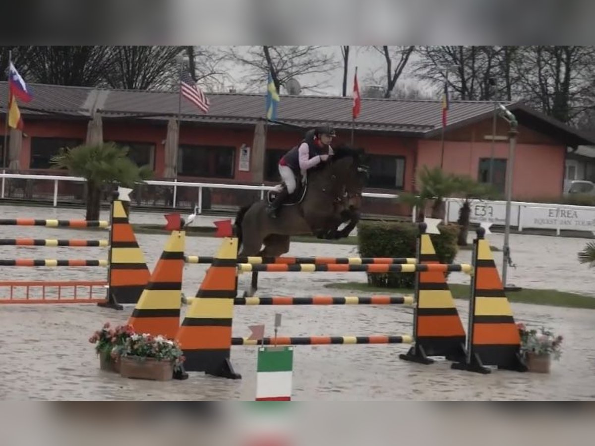 Belgisch Warmbloed Merrie 11 Jaar 171 cm in Milano