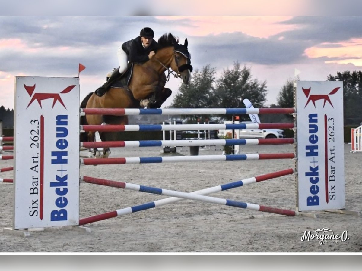 Belgisch Warmbloed Merrie 12 Jaar 165 cm Roodbruin in Helsinki