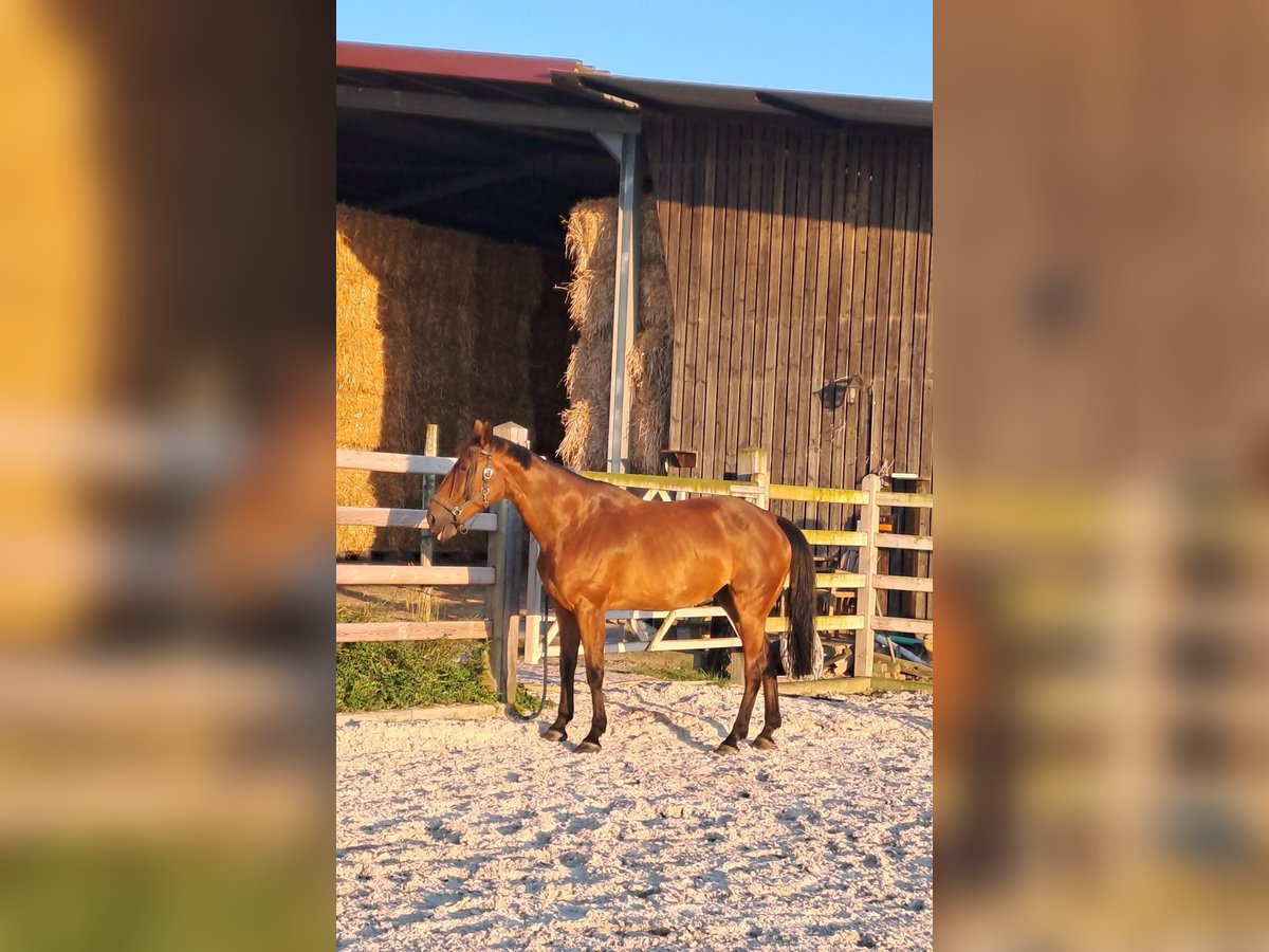 Belgisch Warmbloed Merrie 13 Jaar 168 cm Bruin in Sint-Truiden