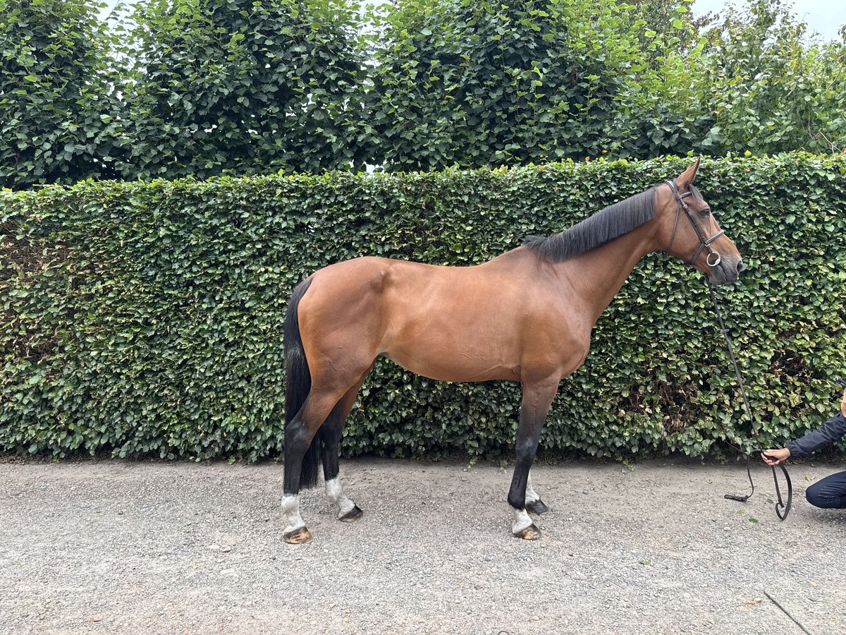 Belgisch Warmbloed Merrie 13 Jaar 172 cm Bruin in GROTE-BROGEL