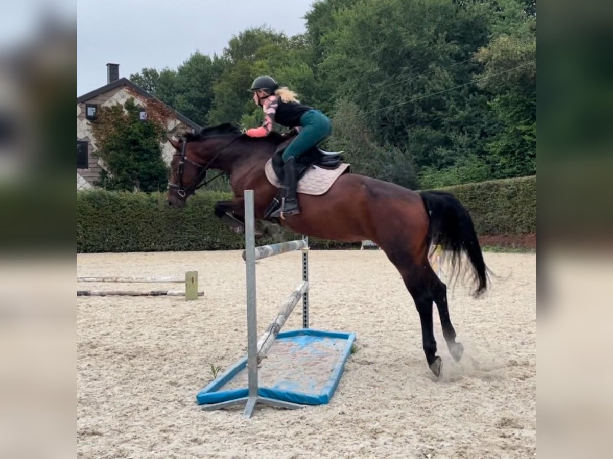 Belgisch Warmbloed Merrie 14 Jaar 164 cm Donkerbruin in Eupen