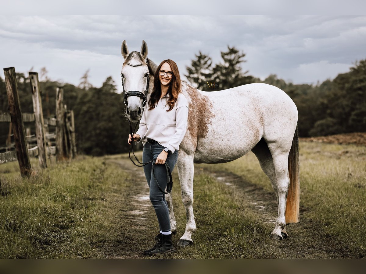 Belgisch Warmbloed Merrie 16 Jaar 160 cm Brown Falb schimmel in Schwertberg