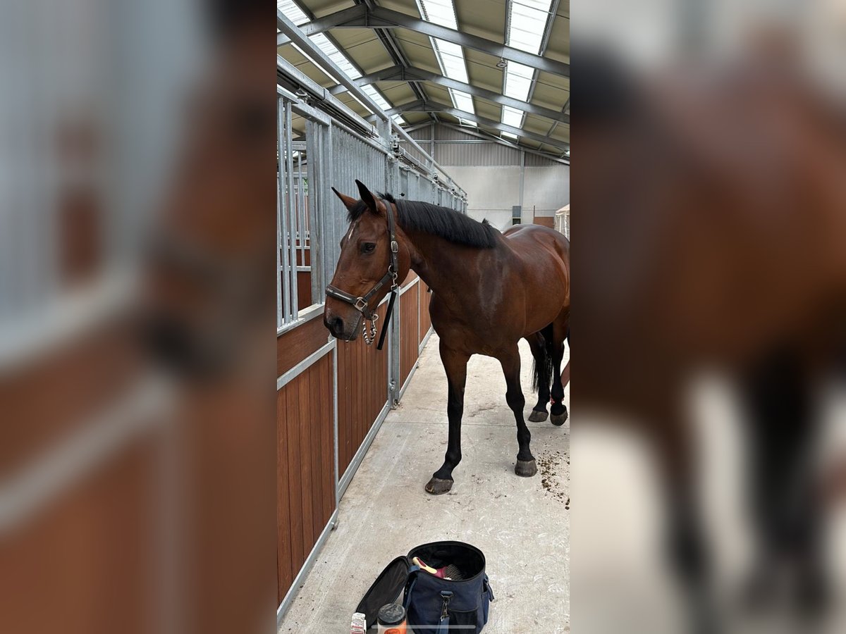 Belgisch Warmbloed Merrie 16 Jaar 160 cm Donkerbruin in Schelderode