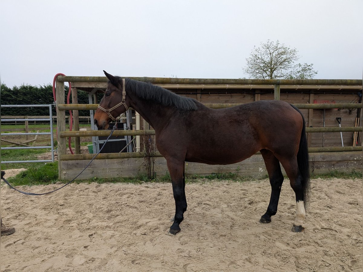 Belgisch Warmbloed Merrie 16 Jaar Bruin in Saint-Jean-de-Rebervilliers