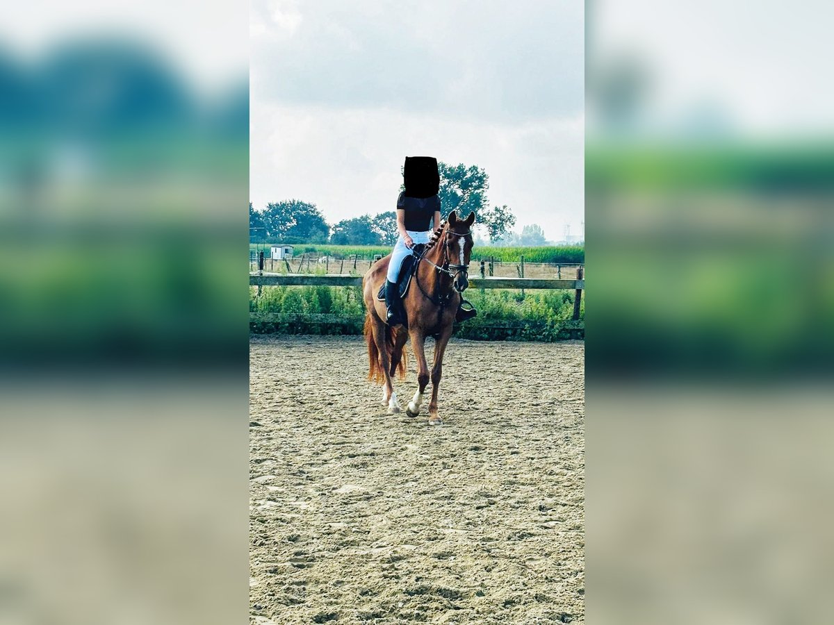 Belgisch Warmbloed Merrie 17 Jaar 165 cm Donkere-vos in Wippelgem