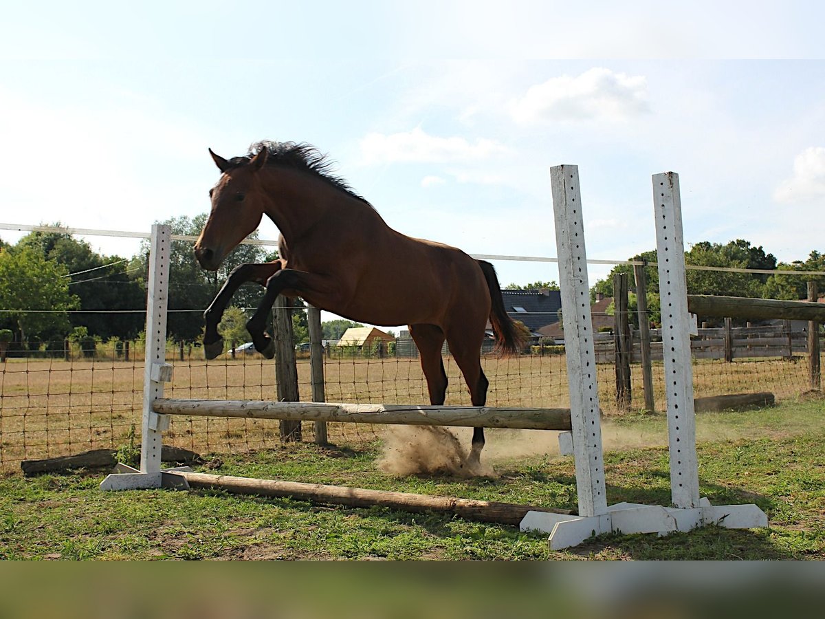 Belgisch Warmbloed Merrie 1 Jaar 170 cm Bruin in Ieper