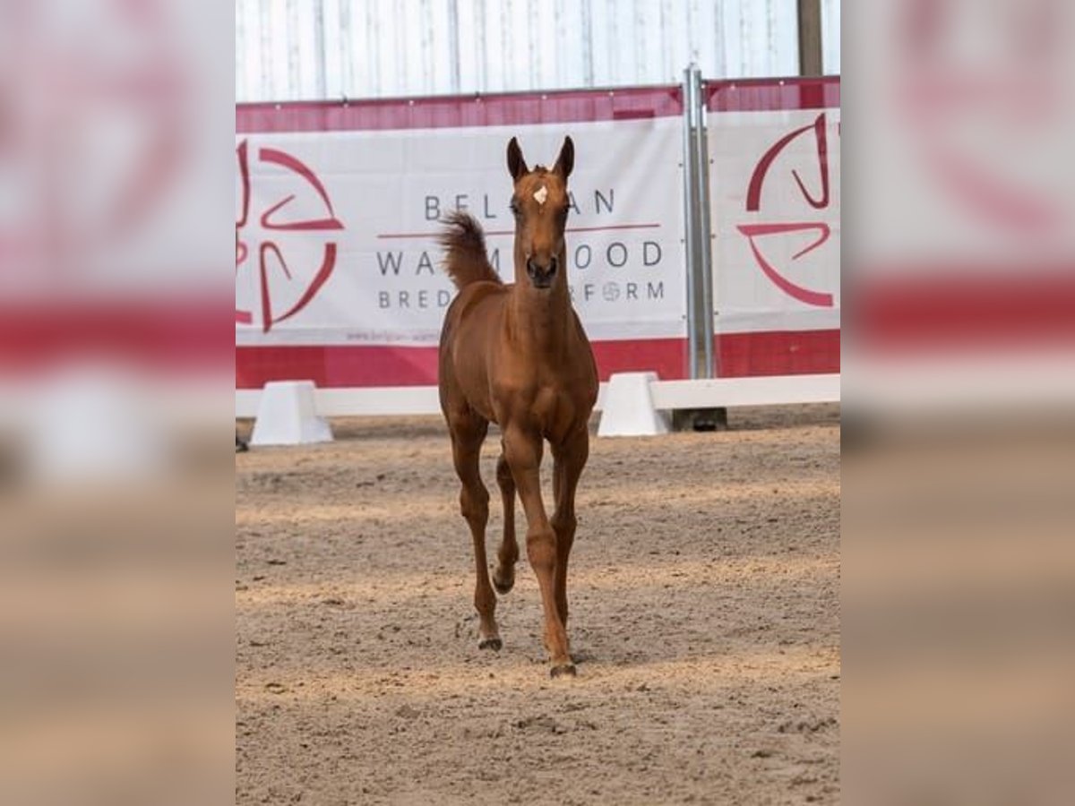 Belgisch Warmbloed Merrie 1 Jaar Donkere-vos in Torhout