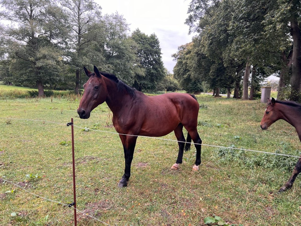 Belgisch Warmbloed Merrie 20 Jaar 170 cm Donkerbruin in Schwaan