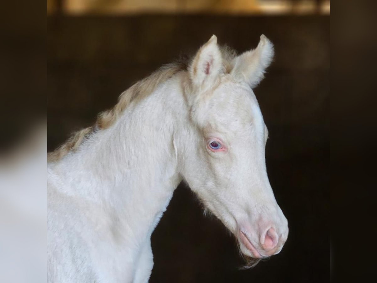 Belgisch Warmbloed Merrie 2 Jaar 142 cm Perlino in Visz